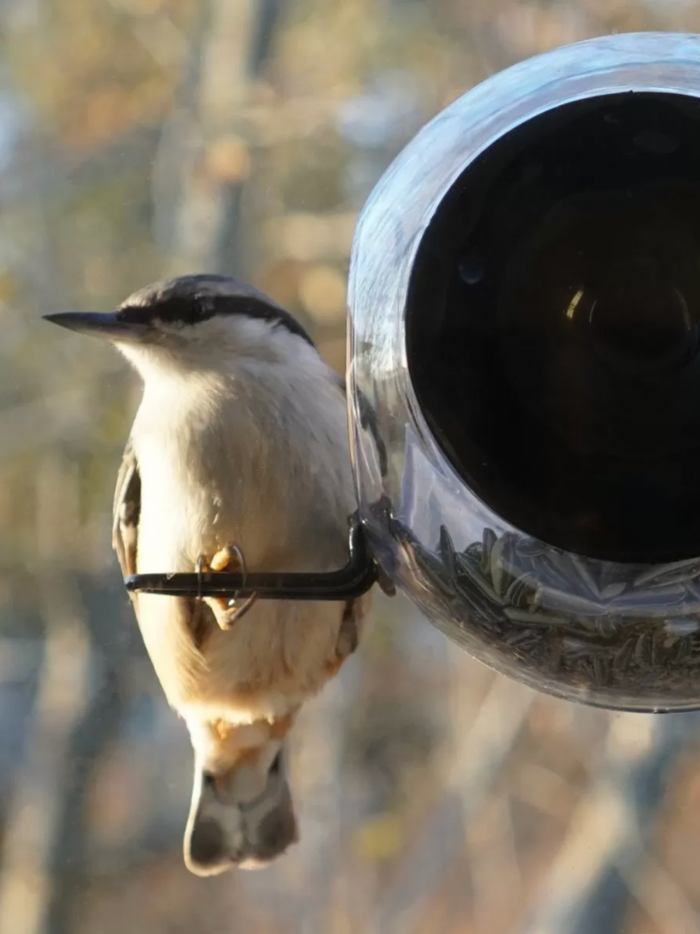 Bird Feeder