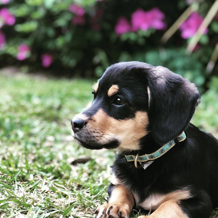 BUMBLE-BEES-DOG-COLLAR-LEASH-HARNESS