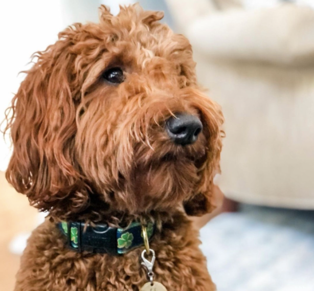 NAVY-SHAMROCK-DOG-COLLAR