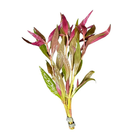 Pink and green Alternanthera Reineckii Lilacina plant bundle with metallic sheen