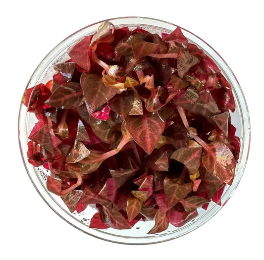 Alternanthera rosanervig tissue culture showing vibrant red and brown aquatic plant with glossy heart-shaped leaves in glass bowl
