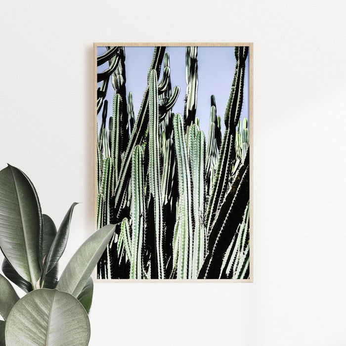 Cacti Photographic Giclèe Print