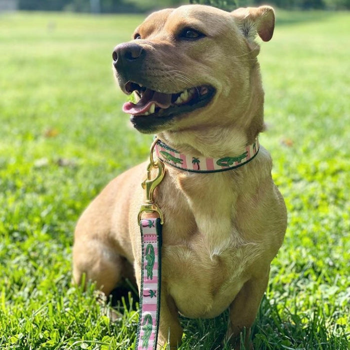 ALLIGATOR-DOG-COLLAR-LEASH-HARNESS