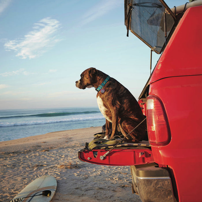 BEACH-BALLS-DOG-COLLAR-LEASH-HARNESS
