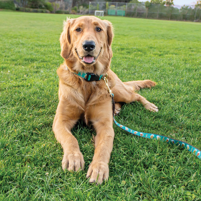 BEER-DOG-COLLAR-LEASH-HARNESS