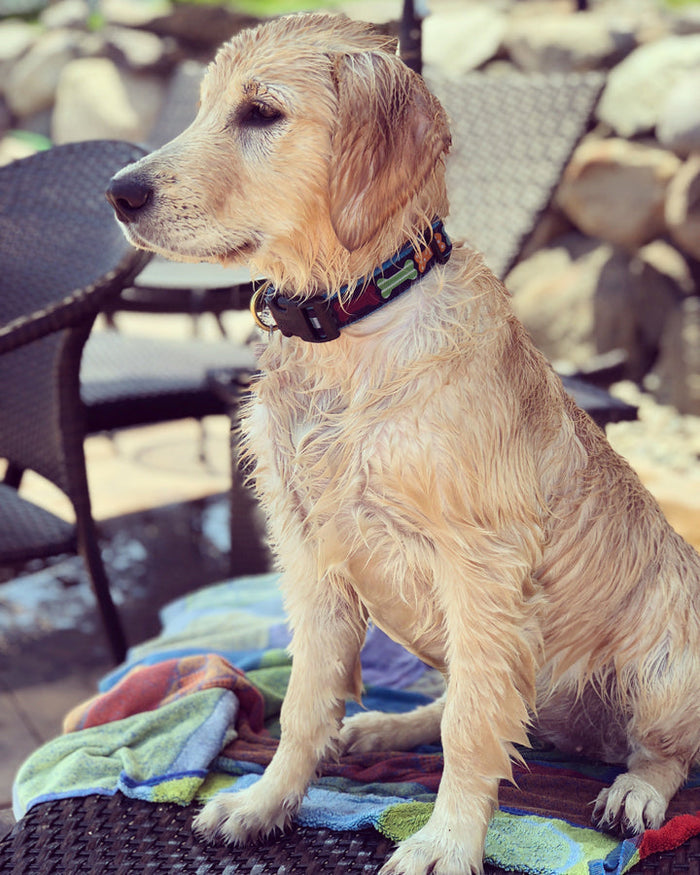 BIG-BONES-DOG-COLLAR-LEASH-HARNESS