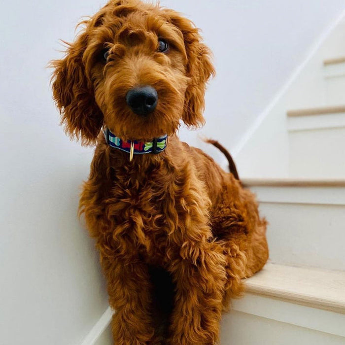 BIG-BONES-DOG-COLLAR-LEASH-HARNESS