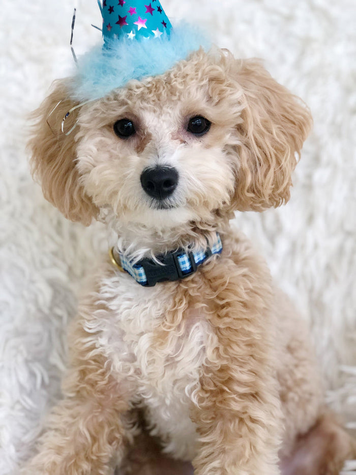 BLUE-GINGHAM-DOG-COLLAR-LEASH-HARNESS