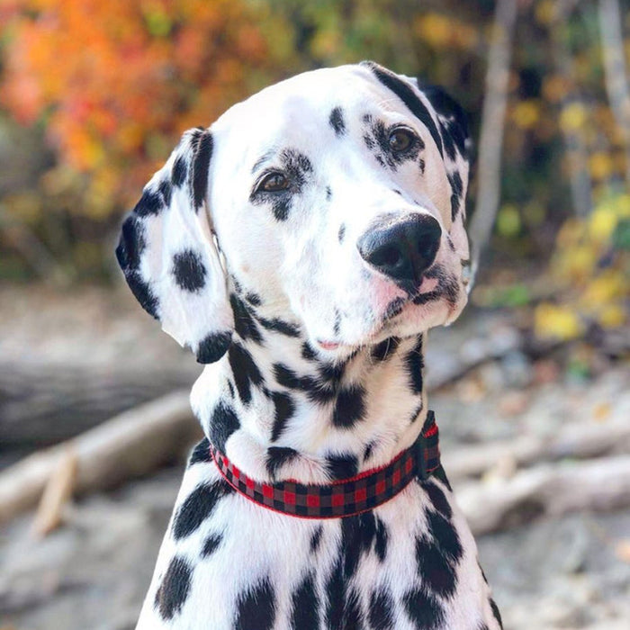 BUFFALO-CHECK-DOG-COLLAR-LEASH-HARNESS