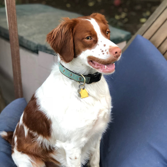 BUMBLE-BEES-DOG-COLLAR-LEASH-HARNESS