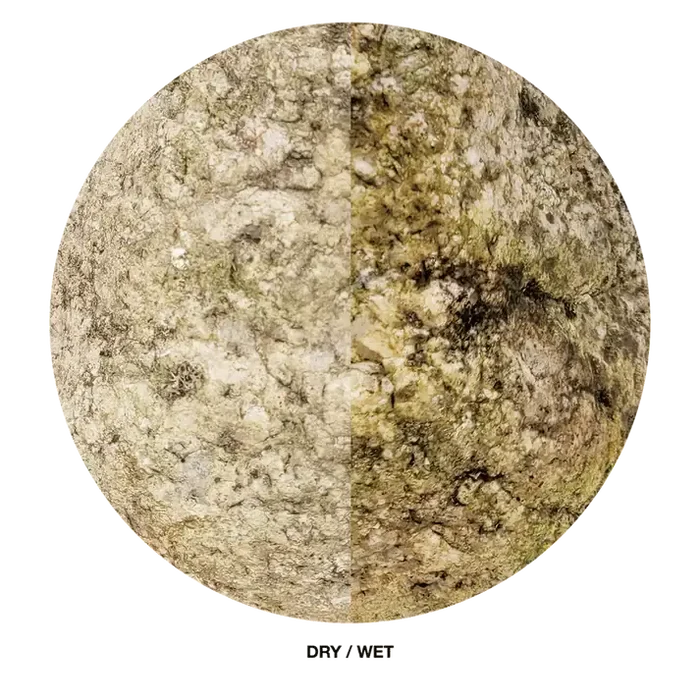 Elderly Boulder split stone: dry beige-gray vs wet greenish-yellow moss