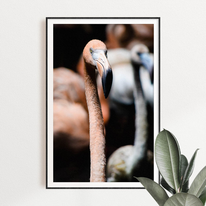 Flamingo Photographic Giclèe Print