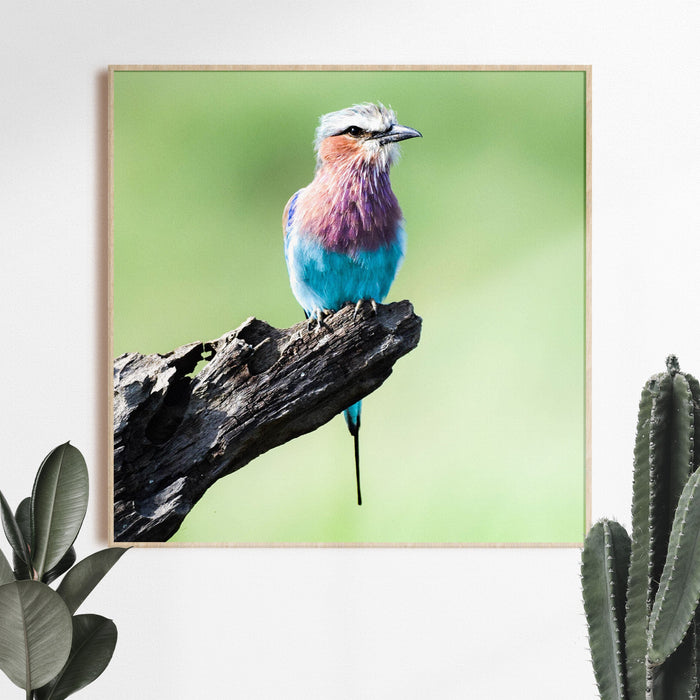 Lilac Breasted Roller Photographic Giclèe Print