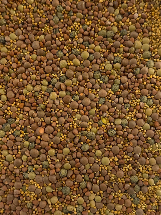 Spicy Lentil Crunch Sprouting Seeds