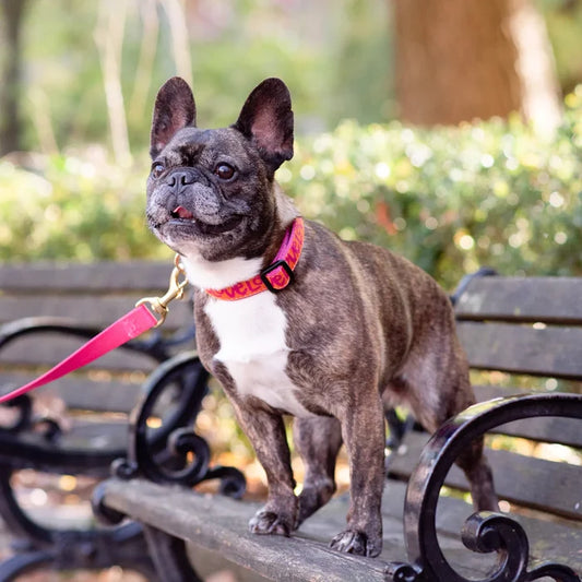 Teacup Harness | Love