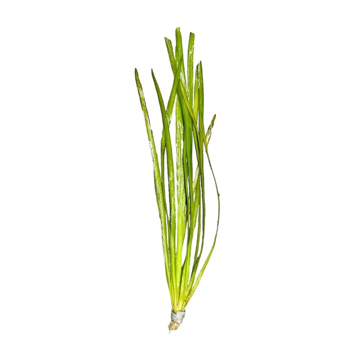 Vallisneria Spiralis green aquatic plant with slender leaves and white base