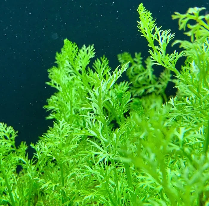 Vibrant green Water Sprite fern with delicate fronds for aquariums