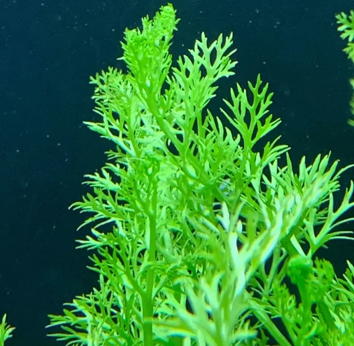 Vibrant green Water Sprite fern with delicate aquatic fronds