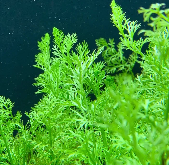 Vibrant green Water Sprite fern with delicate aquatic fronds